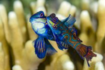 Coppia di mandinfish accoppiamento — Foto stock