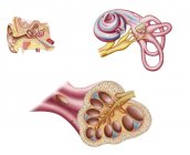 Анатомия кохлеарного протока в ухе человека — стоковое фото