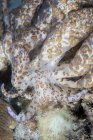Solar-powered nudibranch crawling on seafloor — Stock Photo