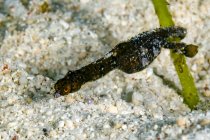 Shortpouch pygmy pipehorse — Stock Photo