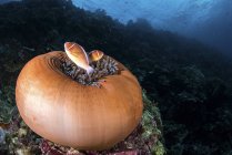 Anemonfish near closed anemone — стоковое фото