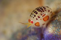 Ladybug amphipod крупним планом постріл — стокове фото