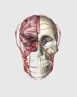 Vista transeccional del cráneo humano mostrando medio cerebro con venas - foto de stock