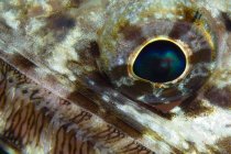 Lizardfish eyeball closeup shot — Stock Photo
