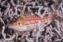Longnose hawkfish with isopods — Stock Photo
