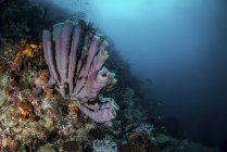 Purpurrote Röhrenschwämme am Korallenriff — Stockfoto