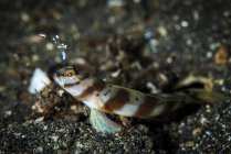 Shrimp goby and glass shrimp — Stock Photo