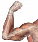 Иллюстрация сгибающейся руки с бицепсной мышцей человека — стоковое фото
