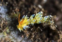 Cuthona nudibranch en hábitat natural - foto de stock