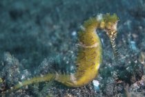 Thorny seahorse on seafloor — Stock Photo