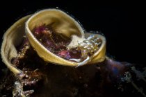 Cratena nudibranch on egs — стоковое фото