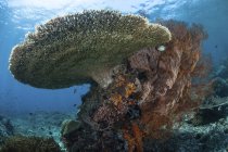 Recifes de coral no Parque Nacional do Komodo — Fotografia de Stock