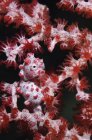 Морський коник пігмеїв в червоний корали — стокове фото