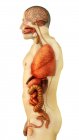 Vue latérale de l'anatomie des organes du corps humain — Photo de stock