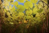 Colorful lily pads growing in freshwater lake — Stock Photo