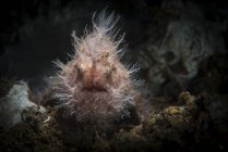 Hairy frogfish in natural environment — Stock Photo