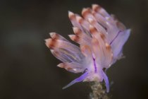 Flabellina rubrolineata Nudibrânquios — Fotografia de Stock