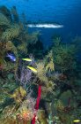 Grande barracuda nuotare sulla barriera corallina — Foto stock
