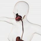 Медична ілюстрація травної системи людини, включаючи слинні залози, стравохід, ротову порожнину — стокове фото