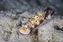 Paire d'Hypselodoris tryoni nudibranches — Photo de stock