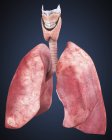 Vista tridimensionale dei polmoni umani — Foto stock
