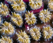 Poissons-tuyauteries nageant dans les coraux — Photo de stock