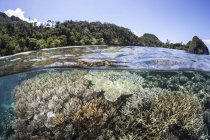 Coral reef near limestone island — Stock Photo