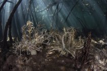 Анемоны ада в мангровых лесах — стоковое фото