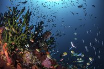 Pesci e coralli sulla scogliera — Foto stock