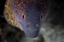 Margem amarela Moray Eel — Fotografia de Stock