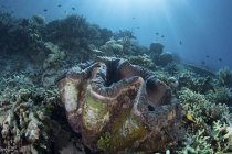 Vongole giganti sulla barriera corallina a Raja Ampat — Foto stock