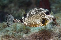 Spotted trunkfish swimming over coral reef — Stock Photo