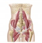 Anatomia de iliopsoa com músculos dorsais do quadril — Fotografia de Stock
