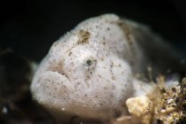 Tiny white hairy frogfish — Stock Photo