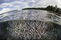 Coralli di Staghorn che prosperano sulla barriera corallina — Foto stock