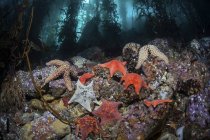 Coloridas estrellas de mar en el fondo del bosque de algas - foto de stock
