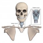 Anterior and posterior larynx and skeletal anatomy — Stock Photo