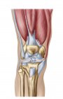 Анатомія колінного суглоба людини на білому тлі — стокове фото