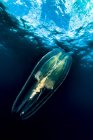 Гребенчатая медуза у поверхности воды — стоковое фото
