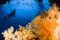 Дайвер плаває над кораловим рифом — стокове фото