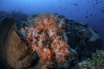 Corales suaves de color naranja y bandada de peces - foto de stock