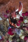 Nembrotha chamberlaini nudibranch em tunicados — Fotografia de Stock
