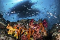 Bateaux au-dessus du récif corallien avec des poissons — Photo de stock