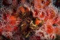 Anêmonas de morango em torno do barnáculo — Fotografia de Stock