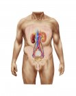 Медична ілюстрація анатомії чоловічої сечової системи — стокове фото