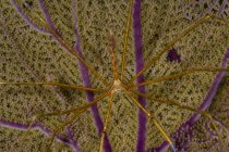 Caranguejo de seta no ventilador do mar — Fotografia de Stock