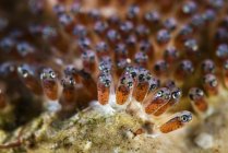 Яйца анемоновых рыб — стоковое фото