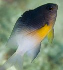 Bicolor damselfish swimming up — стоковое фото