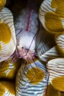 Vir philippensis shrimp in bubble coral — стоковое фото