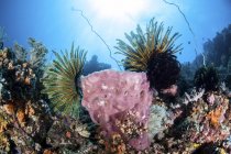 Crinoids clinging to large sponge — Stock Photo